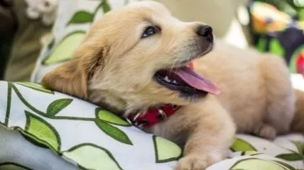 A golden retriever cute puppy.